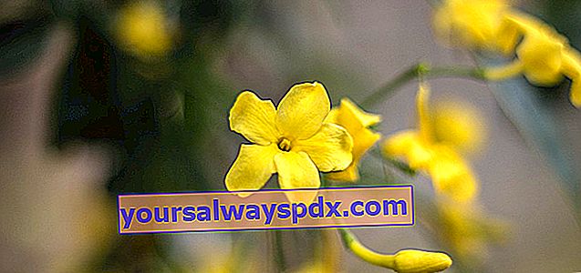 melati musim dingin (Jasminum nudiflorum)