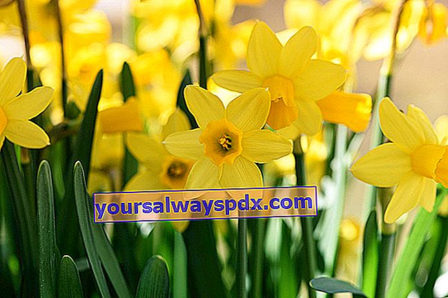daffodil atau narcissus (Narcissus) 