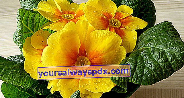 taman primrose (Primula vulgaris)