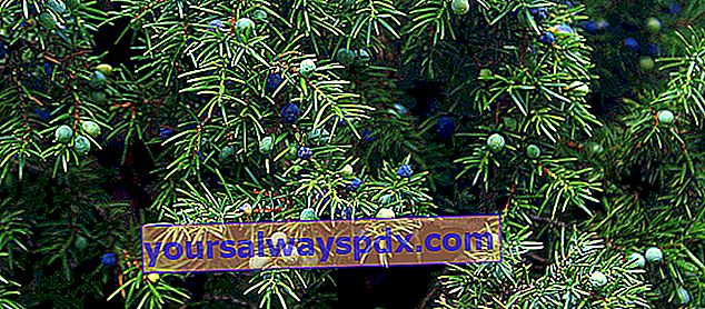 Almindelig enebær (Juniperus communis) og dens bær til surkål