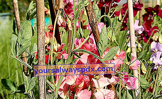 Søde ærter (Lathyrus odoratus) populære i parfume