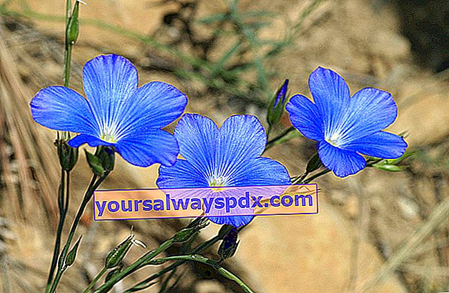 rami biru (Linum perenne) 
