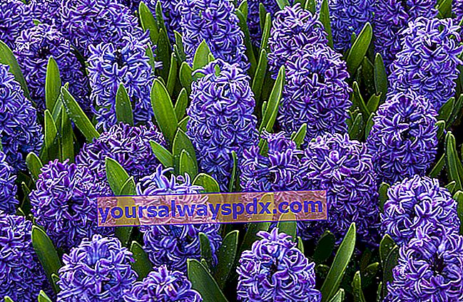 hyacinth (Hyacinthus)