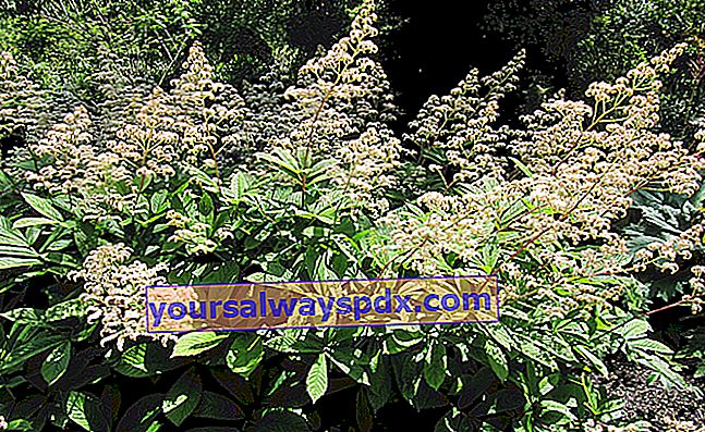 Rodgersia (Rodgersia spp.), Blomstrer under træer