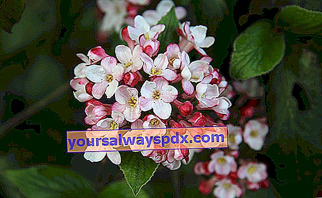 דפנה מפח או ויברנום מפח (Viburnum tinus), שיח פורח בחורף
