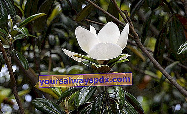 Magnolie (Magnolia grandiflora) mit weißen Blüten