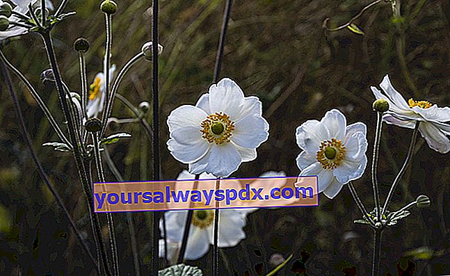 Anemon Jepun (Anemone x hybrida), dengan bunga musim bunga dan musim luruh