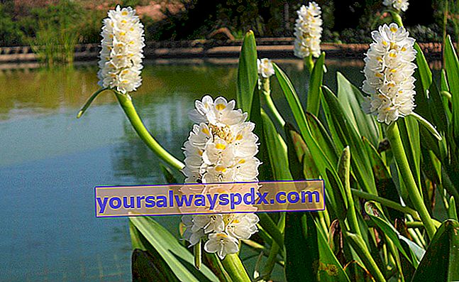 Pontederia cordata 'אלבה' עם פרחים לבנים