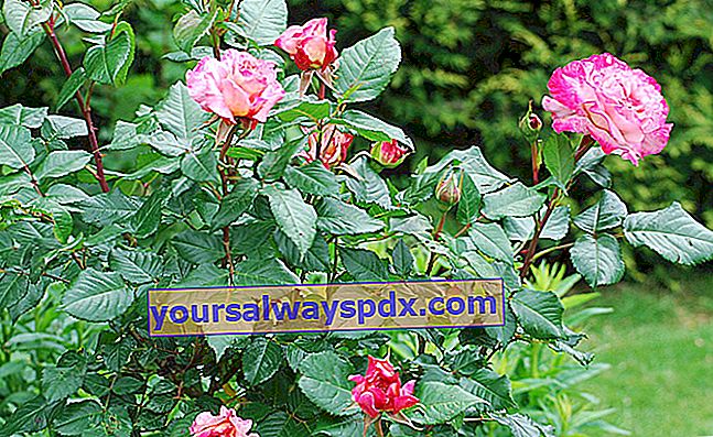 rosenbuske