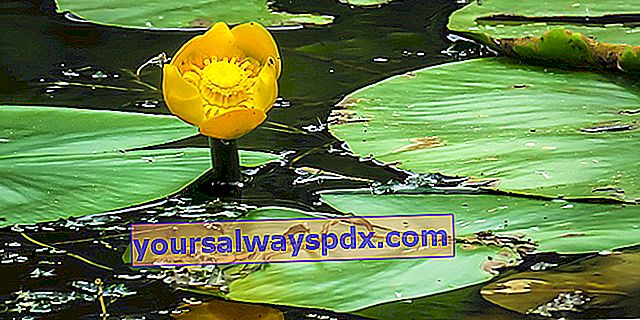 שושנת מים צהובה (Nuphar lutea), שושן מים צהוב