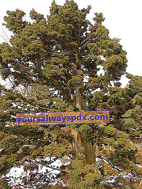 Cryptomeria (Criptomeria japonica), japansk cedertræ