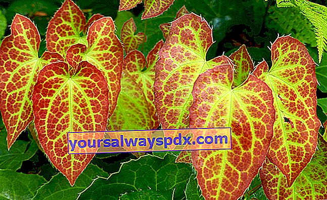 Epimedium rubrum mit rot gefärbten Blättern