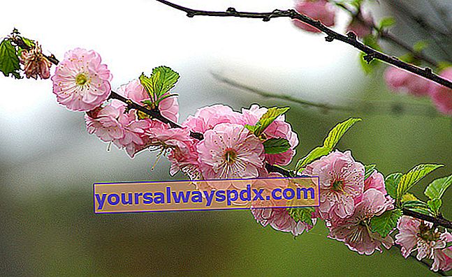 Kinesisk mandel (Prunus triloba)
