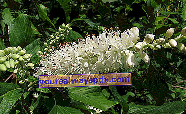 Clethra alnifolia őszi fehér virágokkal és arany lombokkal