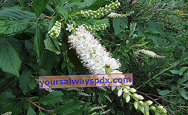 עלה אלדר קלתרה (Clethra alnifolia) לסבך לח