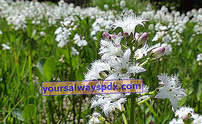 Water clover (Menyanthes trifoliata) หรือ Swamp clover