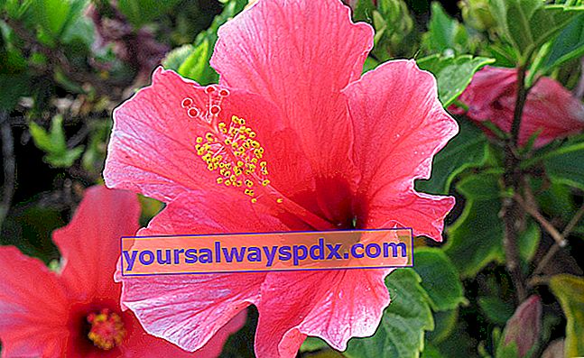 Althea (Hibiscus syriacus) - Taman renek: tumbuh, merawat, menanam