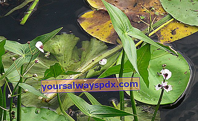 ลูกศรน้ำ (Sagittaria sagittifolia) ไม้ยืนต้นกึ่งน้ำ 