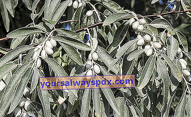 Bohemsk oliventræ (Elaeagnus angustifolia) med spiselige frugter