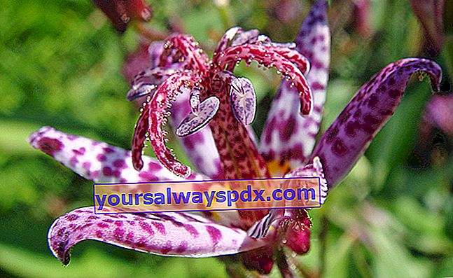 Tricyrtis oder Orchideenlilie