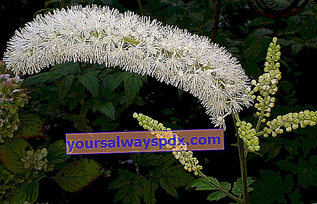 Cimicifuga (Actaea simplex) atau lilin perak: menanam, tumbuh, merawat