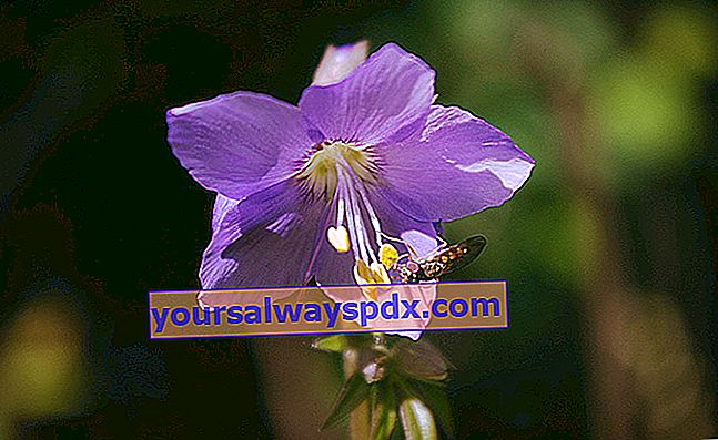 grekisk valerian blomma lockar bin