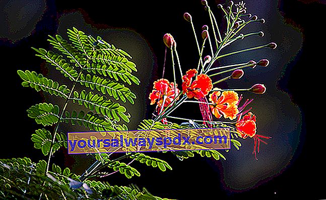 lille flamboyant (Caesalpinia pulcherrima syn. Poinciana pulcherrima)