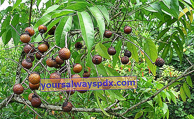 פירות עץ סבון (Sapindus saponaria)