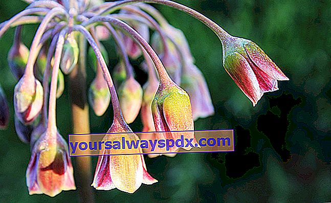 Bawang Putih Bulgaria (Nectaroscordum siculum), umbi bunga di loceng yang menggantung