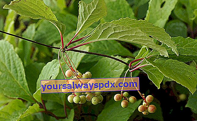 Schisander Cina (Schisandra chinensis), berry dengan 5 rasa