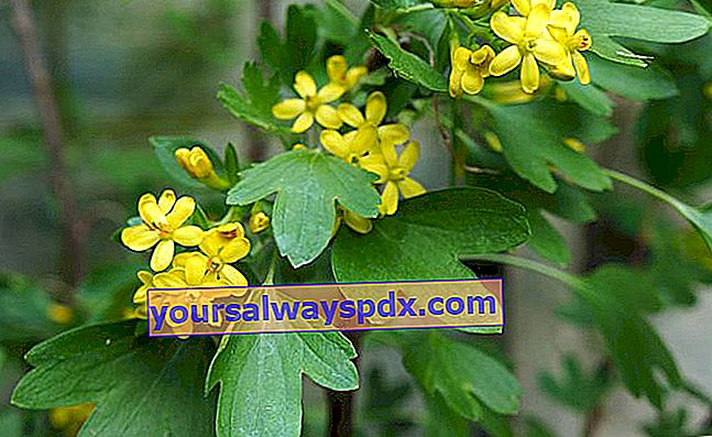 ゴールデンカラント（Ribes odoratum）または香りのよいカラント