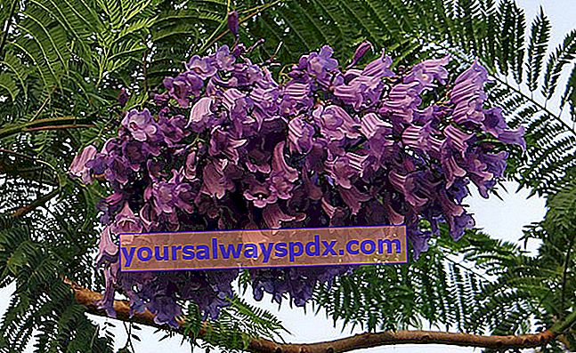 Jacaranda (Jacaranda mimosifolia), pokok flamboyan biru