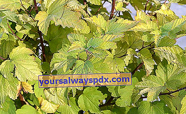 physocarp daun kambing (Physocarpus opulifolius) 