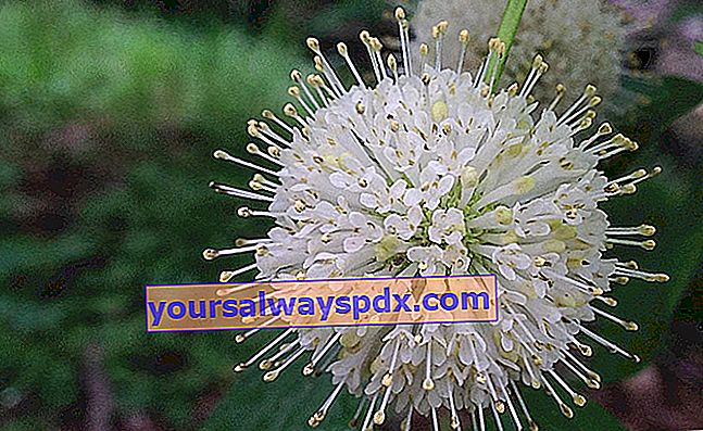 Budwood (Cephalanthus occidentalis), bunga pompom runcing
