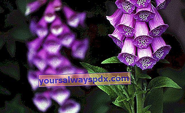Foxglove (Digitalis purpurea), fiore velenoso