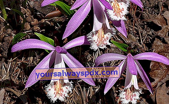 Pleione (Pleione formosana), semi-hård orkidé