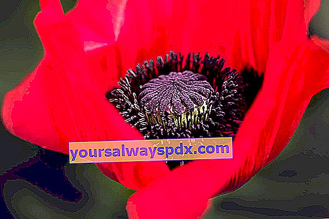 Poppy merah