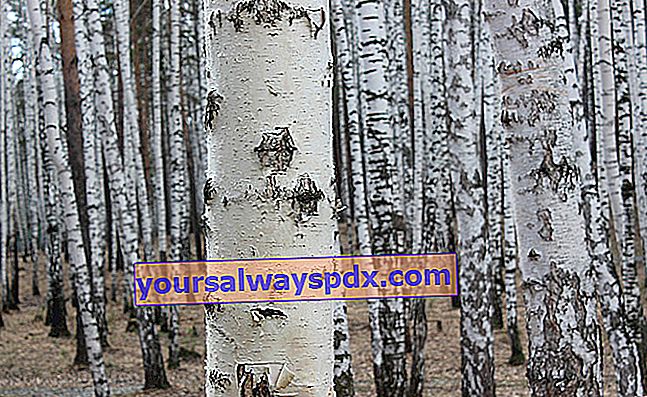kulit birch (Betula)