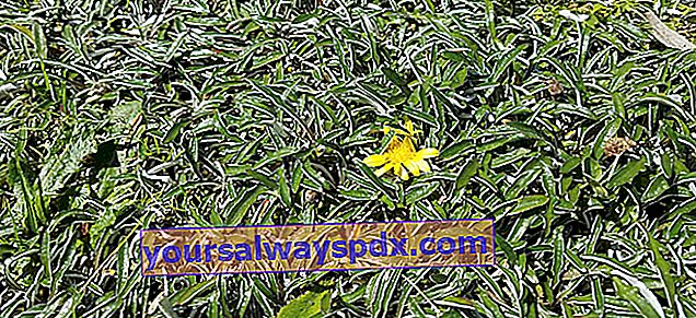 דימונדיה (Dymondia margaretae), כיסוי קרקע מלא לשמש