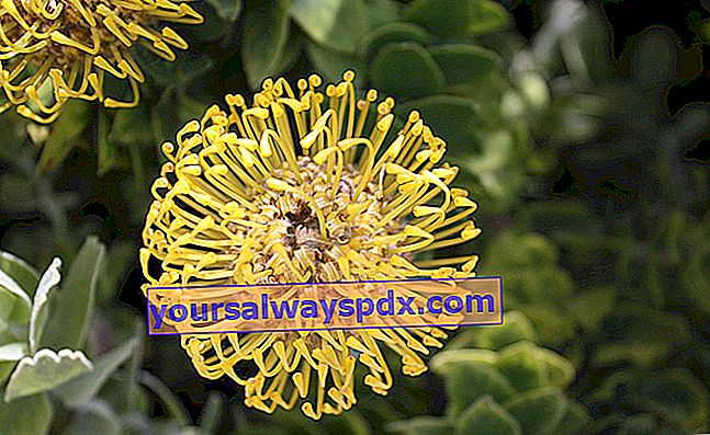 Puntaspilli (Leucospermum cordifolium), fiori luminosi