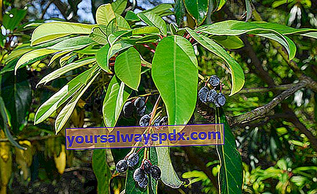 Daphniphyllummacropodumの装飾的な果実
