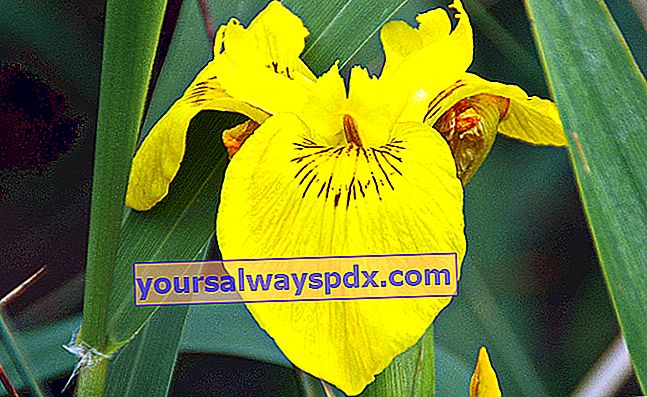 fiore di iris di palude