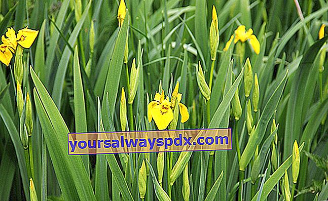黄色い花が咲く湿地のアイリス