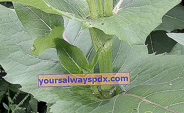 annaffiare le foglie della silphe perfoliata