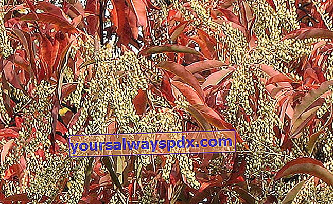 Oxydendron arboreum con foglie rosse in autunno