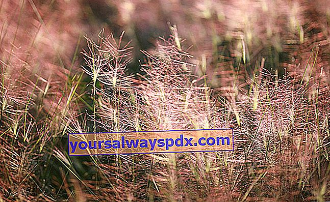 La Mulhenbergia capillaris necessita di terreno soleggiato, leggero, asciutto e ben drenato