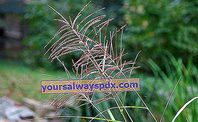 Mulhenbergia (Mulhenbergia capillaris), 분홍색 작게 묶은 잔디
