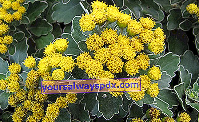 Chrysanthemenmimose (Ajania pacifica), pazifische Chrysantheme