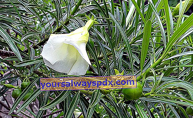 Peruanische Thevetia mit weißen Blüten (Thevetia peruviana 'Alba')