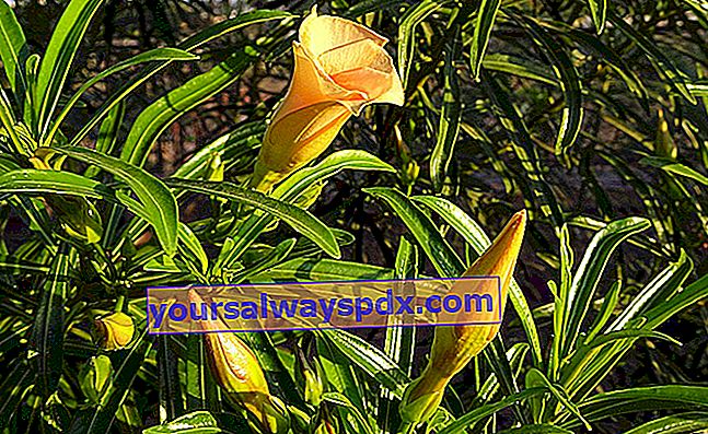 Peruanische Thevetia (Thevetia peruviana) oder gelber Lorbeer